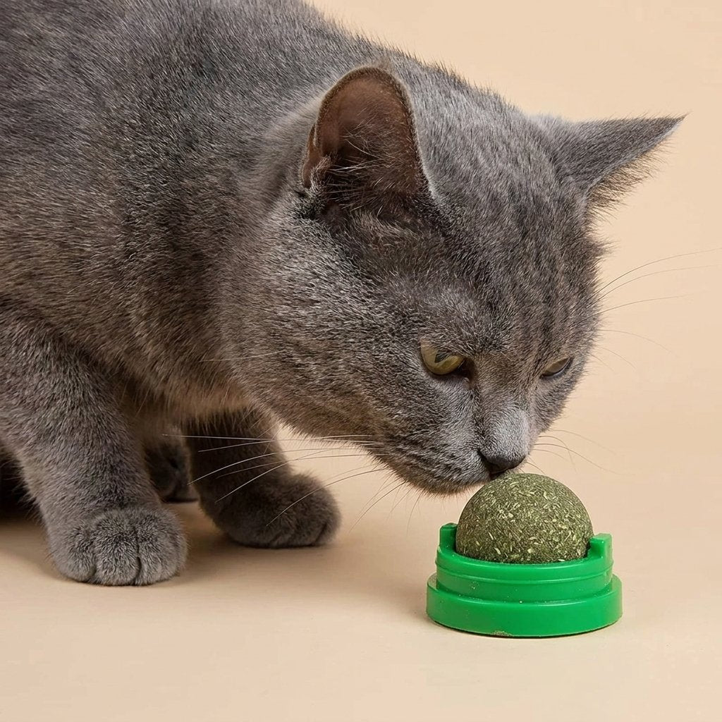 Grey shorthair cat sniffing green catnip ball in wall-mount holder