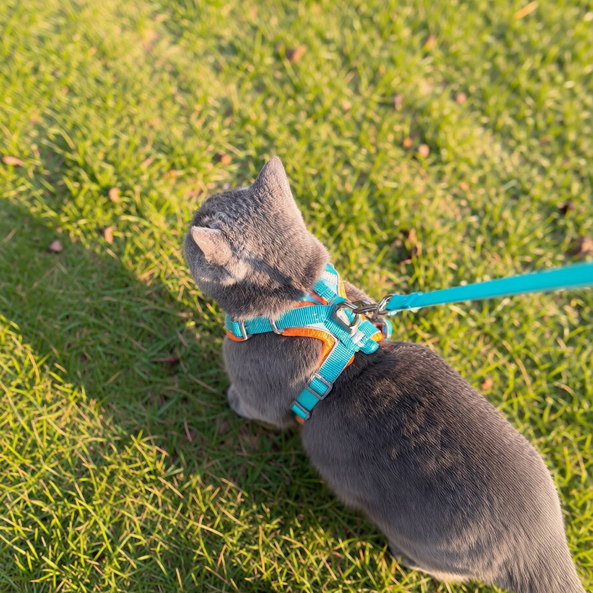 Grey cat sitting on grass in a teal mesh harness with orange trim and matching leash, overhead view