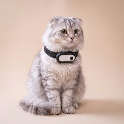 Grey Scottish Fold sitting in black camera collar, chest-up studio portrait