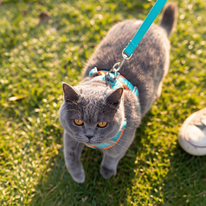 Grey cat looking up on grass wearing a teal and orange mesh harness with leash
