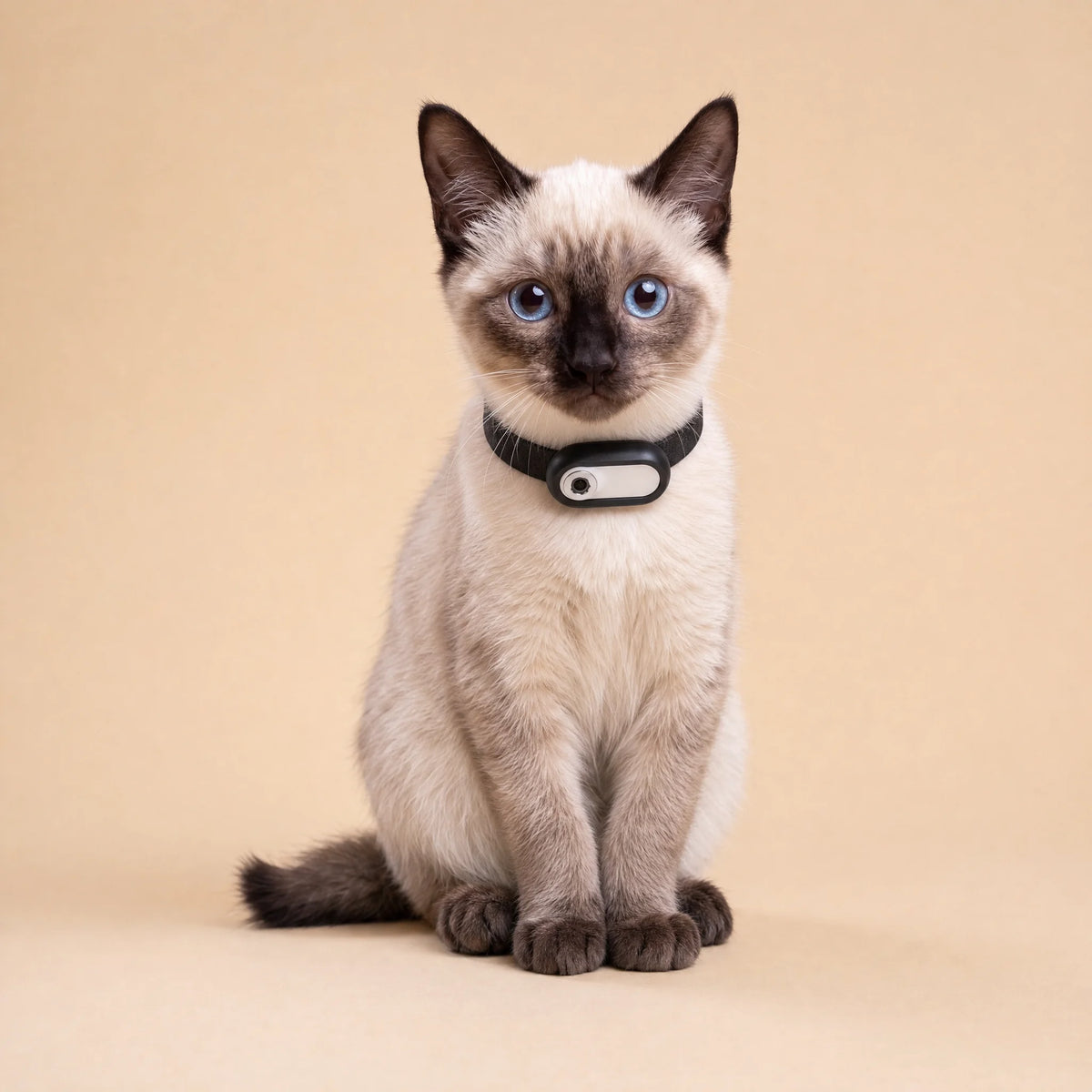 Gato siamés de ojos azules con el Collar con cámara para gatos negro y blanco, retrato de estudio
